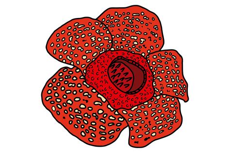 Rafflesia Flower Vector Graphic By Arief Sapta Adjie Ii · Creative Fabrica