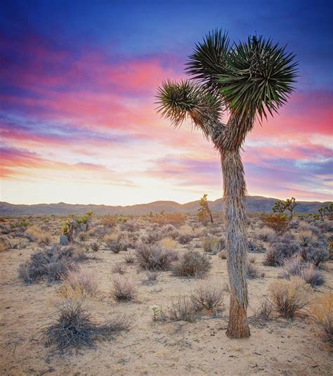 Joshua Tree Sunset In The Mojave Desert By Steveberardi Mojave