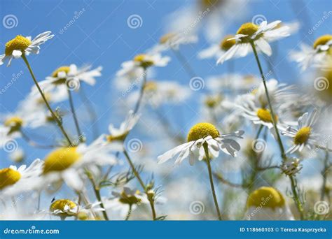 Summer Meadow With Camomile Flowers Against Blue Sky Stock Image