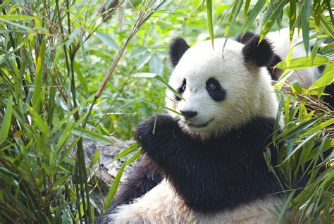 Giant Panda International Association For Bear Research And