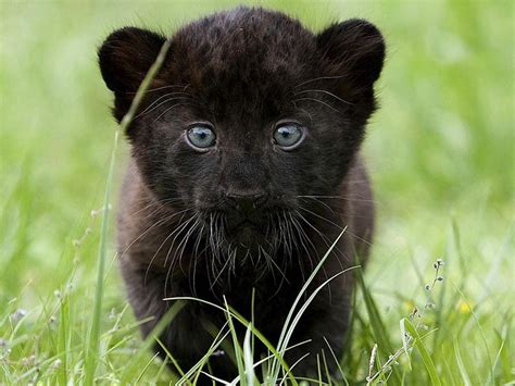 Black Panther Cub Wallpapers Top Free Black Panther Cub Backgrounds