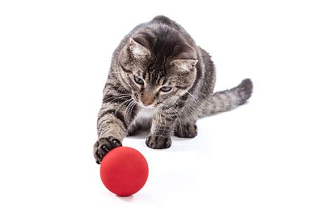 Royalty Free Cats Playing Pictures Images And Stock Photos Istock