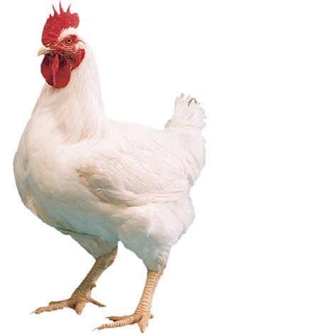 White Poultry Chicken Transparent Png Png Play