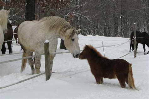 17 Best Images About Winter Scene With Horses On Pinterest