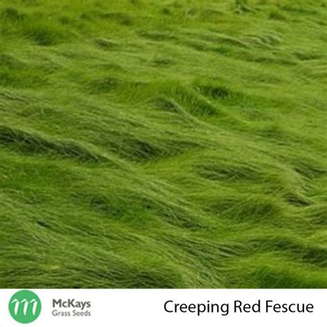 Creeping Red Fescue Mckays Grass Seeds