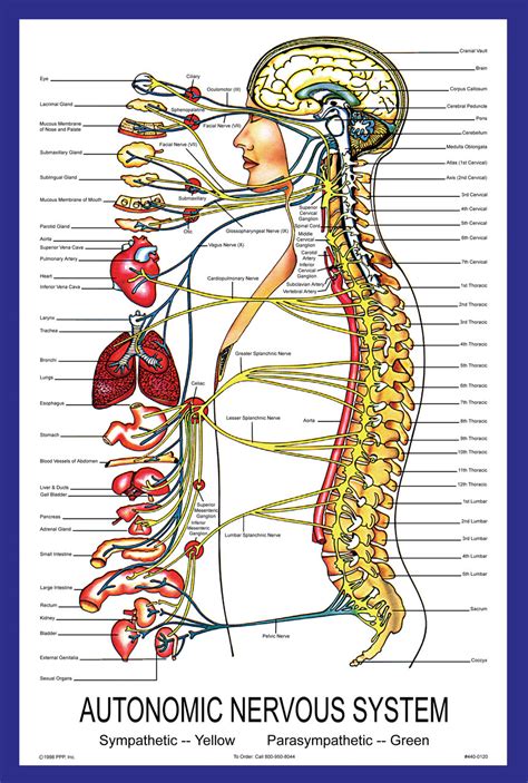 Introduction to the nervous system. AUTONOMIC NERVOUS SYSTEM POSTER | Parker University Bookstore