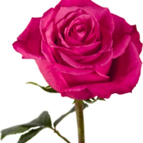 Images Of Hot Pink Roses