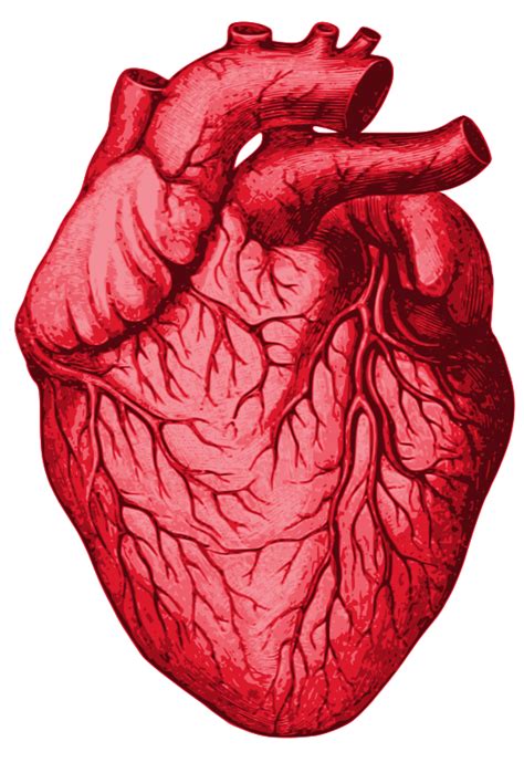 Human Heart Anatomy Circulatory System Coronal Plane Vrogue Co