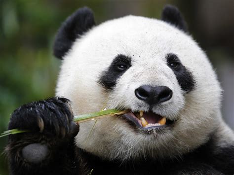Chinas Panda Diplomacy Has Entered A Lucrative New Phase