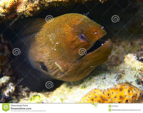 Red Moray Eel 3 Stock Photo Image Of Coral Spotted Egypt 5218232
