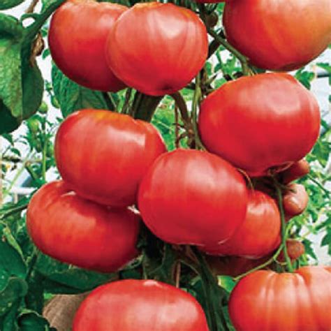 Italian Tree Trip L Crop Tomato Seeds Heirloom Organic Etsy