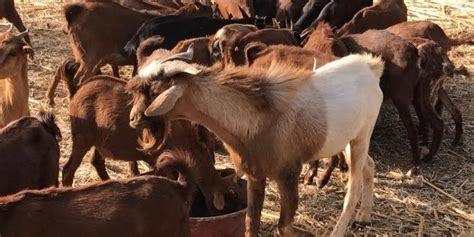 Cost Of Starting Commercial Goat Farming In Nigeria World Farmers Centre