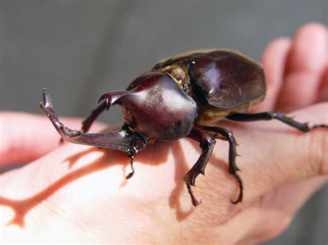 How To Care For Your Beetle Pet Beetles In Japan