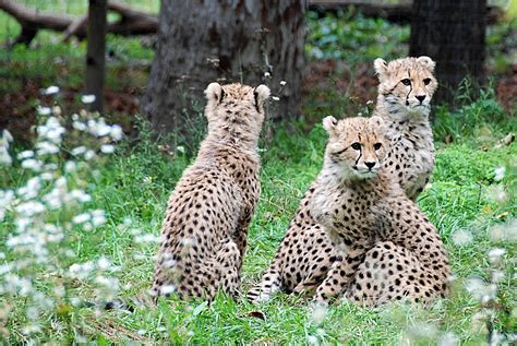 Cheetahs Amazing Facts And Pictures Show Them In Action