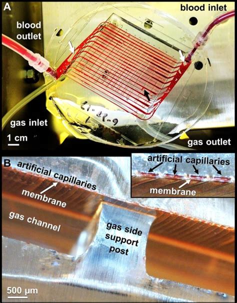 A Optimized Microfluidic Artificial Lung During Testing With Bovine