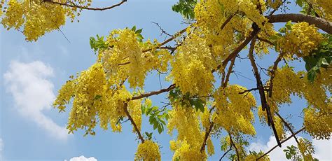 Hd Wallpaper Cassia Fistula Summer Yellow Blue Day Plant Tree