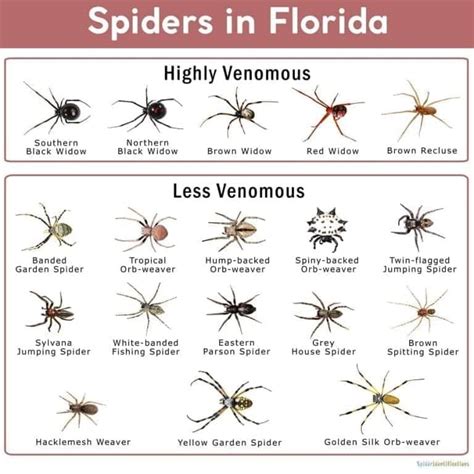 Most Poisonous Spiders In Florida