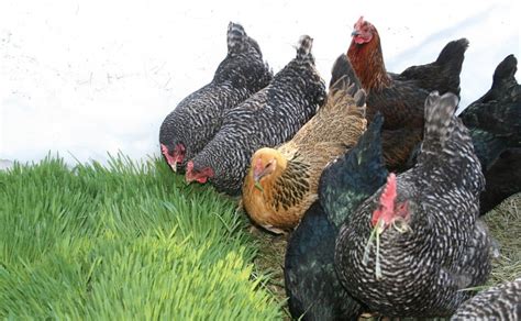 Video tour of the hydroponic fodder. fodder growing systems for chickens | Poultry farm, Hobby ...