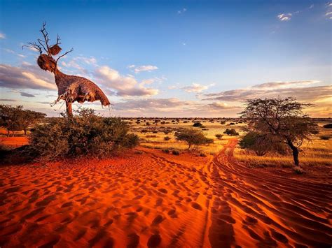 30 Interesting And Incredible Facts About The Kalahari Desert Tons Of
