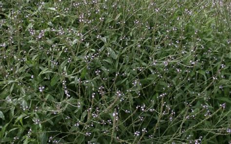 La Verveine Officinale Quels Sont Ses Bienfaits