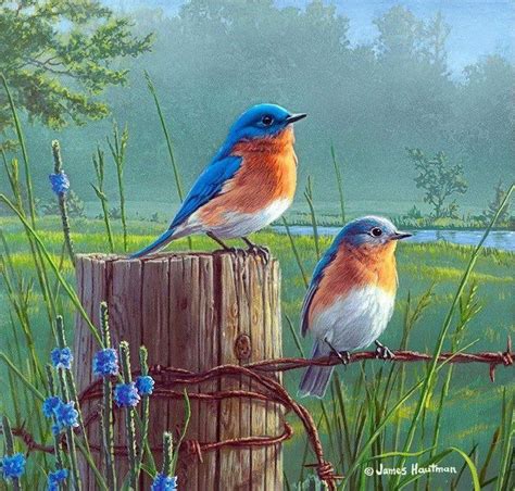 Merles Bleu 7 Bird Art Art Birds Painting