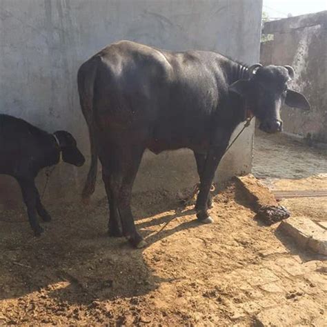 Female Breed Murrah Buffalo Rs 50000 Unit Nand Pari Dairy Farm Id