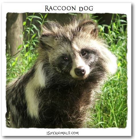 I Spy Animals Its A Raccoon Its A Dog Its Awhat