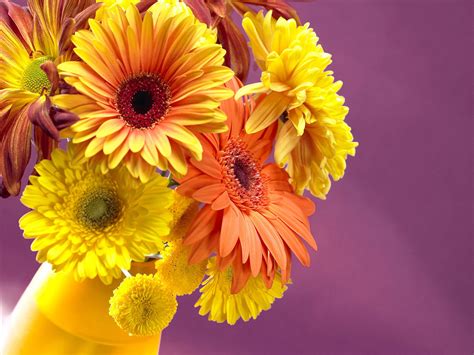 Canada Floral Delivery Blog Fun Facts About Daisies