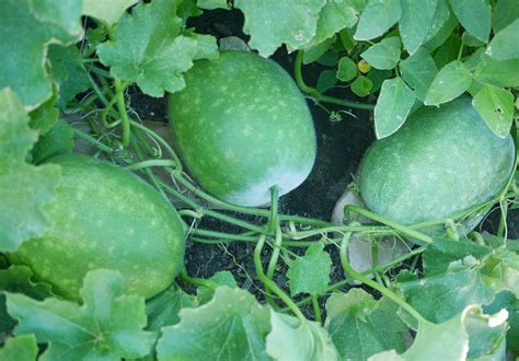 How To Grow Winter Melon Plant Instructions