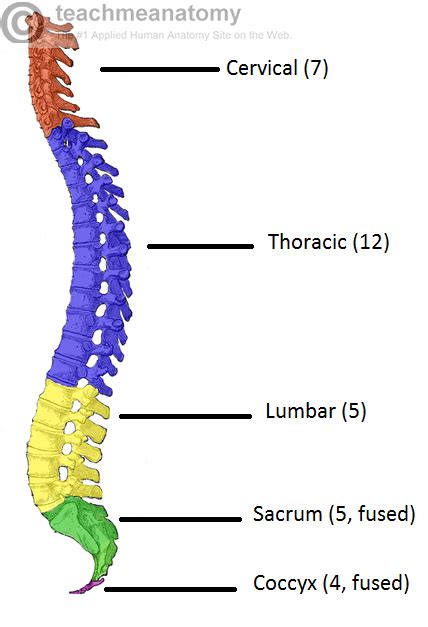 Understanding Spinal Anatomy Regions Of The Spine