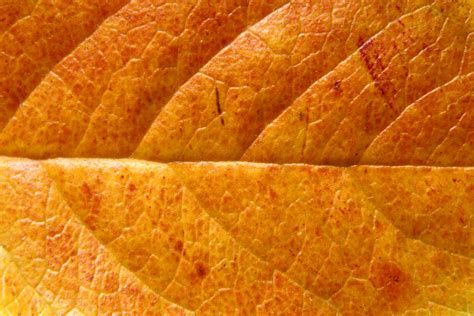 Orange Leaf Close Up Texture Picture Free Photograph Photos Public Domain