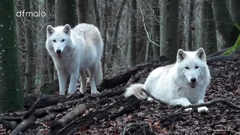 Kasselburg Eifel Gerolstein Germany Wölfe Loups Wolves Youtube