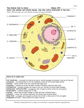 Maybe you would like to learn more about one of these? Animal Cell Color Page, Worksheet, and Quiz Ce-3 by ...