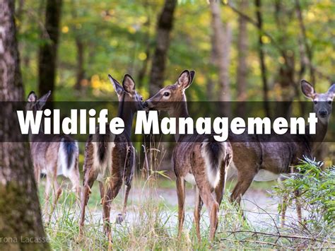 Wildlife Management by Aj Wingard