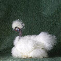 Naked Neck Silkie Ideas Silkies Chickens Silkie Chickens