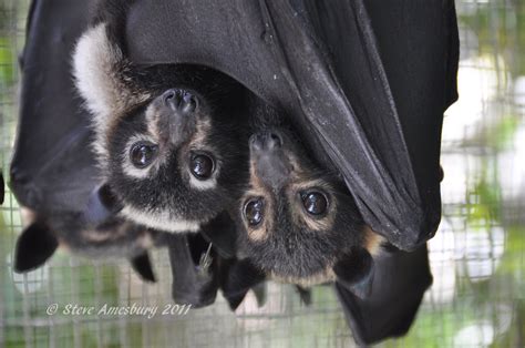Flying Foxes Are Important Pollinators Of Native Trees And More