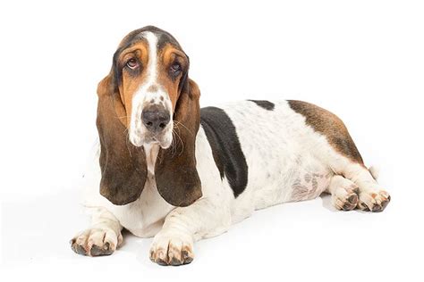 Basset Hound Temperament Lifespan Shedding Puppy