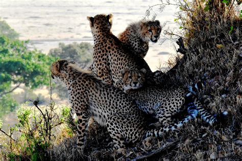 Free Images Nature Wilderness Wildlife Fur Fauna Leopard Plants