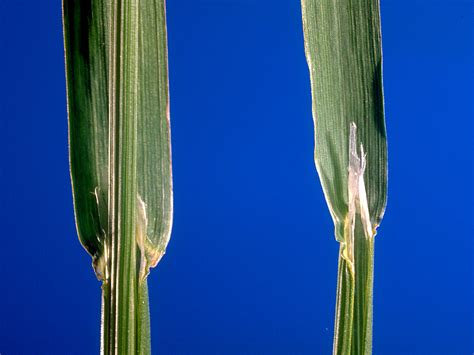 Rough Bluegrass Poa Trivialis