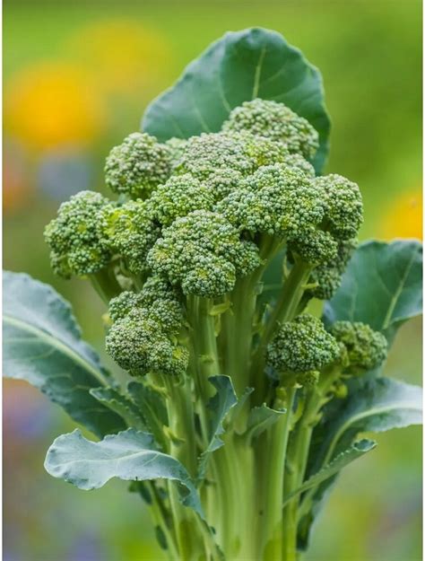 Growing Broccolini From Seed A Step By Step Guide
