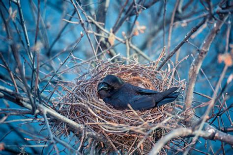1800 Crows Nest Photos Stock Photos Pictures And Royalty Free Images
