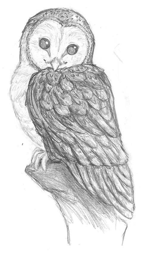 Owl Pencil Sketch At Explore Collection Of Owl