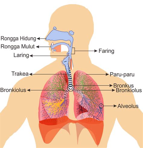 8 jenis penyakit yang berkaitan sistem respirasi manusia. Sistem Pernapasan pada Manusia - KAWAL GURITA