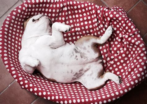 Do Dogs Have Belly Buttons Cuteness