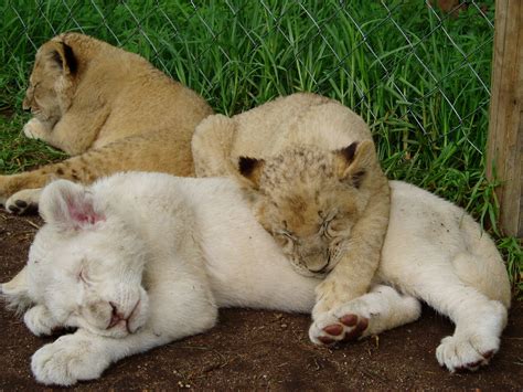 Baby Lions Johannesburg Lion Park 3 Month Old Baby Lions L Flickr