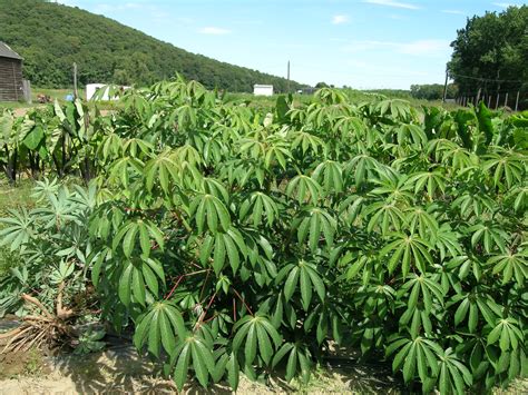 Cassava Leaves Worldcrops