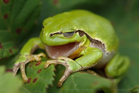 Species European Tree Frog Roeselien Raimond Nature Photography