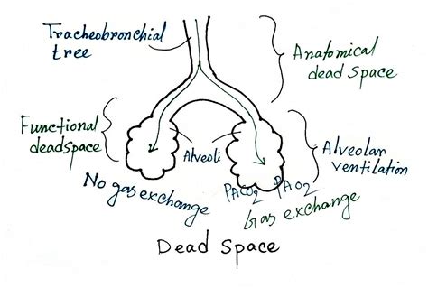 Respiratory Dead Space Definitiontypes Significance Equation