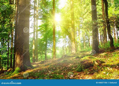 Sunbeams Pour Through Trees In Forest Stock Photo Image Of Green