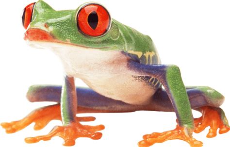 Png Hd Frog Transparent Hd Frogpng Images Pluspng